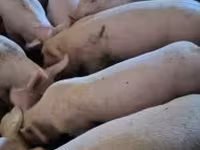 Eber, Schweine — Foto 2