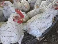 Chickens — foto 1