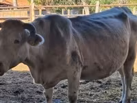 Cow, Charolais cattle — photo 4