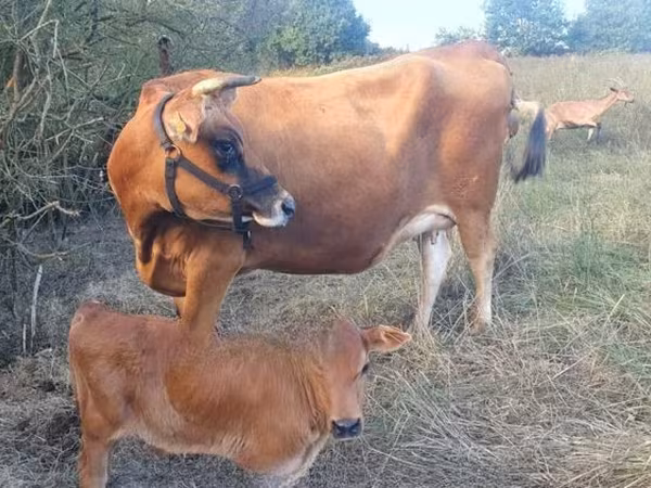 Tehén, Jersey fajta