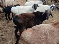 كبش, Arashan sheep — الصورة 1