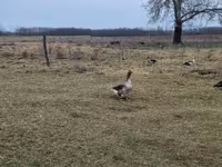 Geese — फ़ोटो 4
