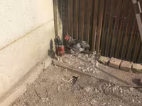 Chickens — foto 3
