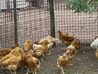 Chickens — الصورة 2