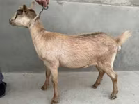 عنزة, Alpine goat — الصورة 5