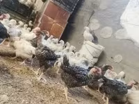 Chickens — foto 3