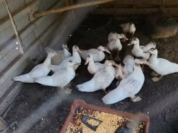 Ducks — 匈牙利