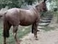 Jument, Chevaux — photo 7