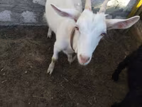 Ешкі, Saanen goat — 3-сурет