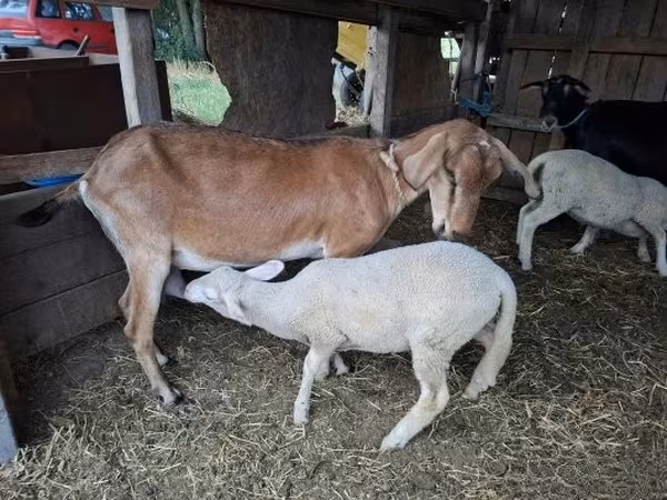 Cabra, Cabras