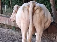 Vaca, Charolais cattle — foto 4
