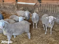 Kos, Merino sheep — 2. fotó