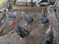 Gallina eslovena barrada — foto 3