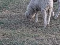 كبش, الأغنام — الصورة 4