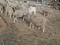 公羊, Sheep — 照片 4
