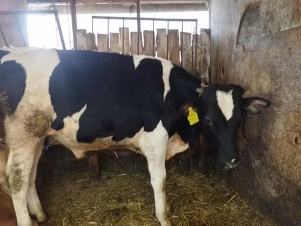公牛, Holstein breed