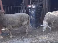 母羊, Sheep — 照片 3