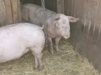 Disznók (tétel, nem megadva), Sertések — 1. fotó