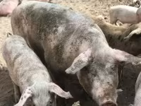 母猪, Pigs — 照片 2