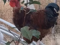 Chickens — 照片 4