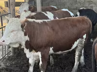 ثور, Simmental cattle — الصورة 1