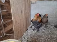 براهما — الصورة 2