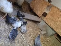 Chickens — photo 5