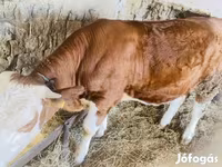 Tehén, Simmental cattle — 1. fotó