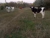 ثور, Russian Black pied cattle — الصورة 2