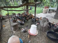 Bantam Holandês — foto 4