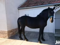 घोड़ी, Hungarian horse breed — फ़ोटो 2
