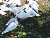 Ducks — Foto 3