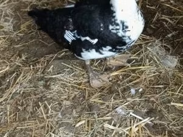 Ducks