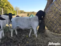 Kos, Dorper sheep — 6. fotó