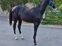 Hing, Akhal-Teke — 7. fotó