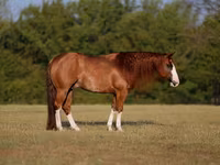 Cheval, Quarter Horse — photo 1