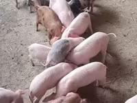 Boar, Pigs — photo 5