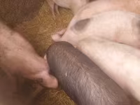 Boar, Pigs — photo 4