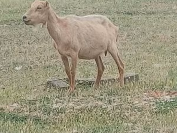 Billy Goat, Alpine goat