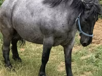 Kanca, Hungarian horse breed — 1. fotó