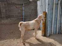 Nőstény kecske, Kamori goats — 3. fotó