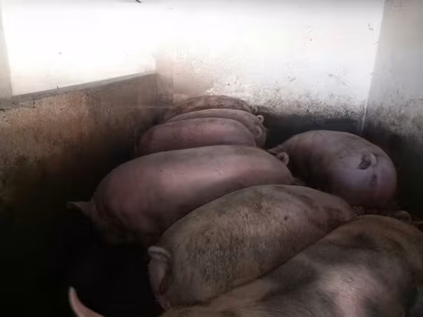 猪（批次，未指定性别）, Pigs