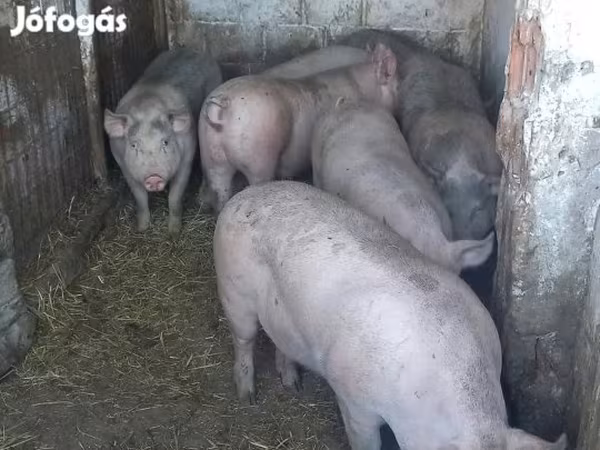 Süldőanya, Sertések