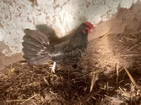 japán bantam — 2. fotó