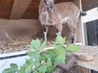 बकरी, Dutch Landrace goats — फ़ोटो 2