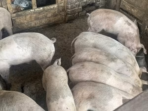 Porcs (lot, sexe non indiqué), Porcs — Hongrie
