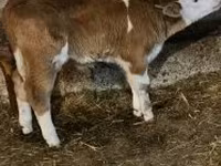 Bull, Simmental cattle — photo 1