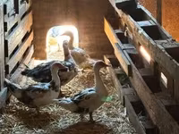 Ducks — الصورة 1