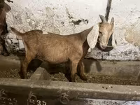 公山羊, Nubian Goat — 照片 1