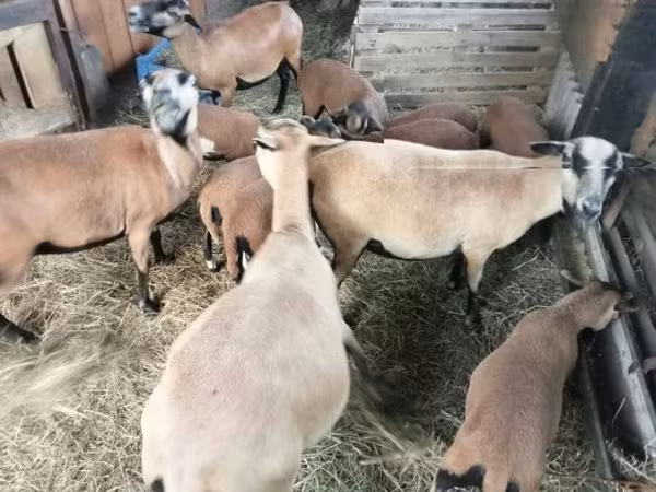 母羊, Cameroon sheep